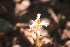 Orobanche minor