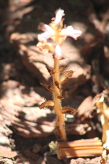 Orobanche minor