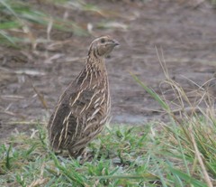 Coturnix delegorguei