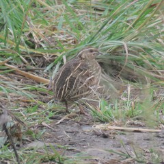 Coturnix delegorguei