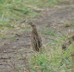 Coturnix delegorguei