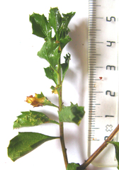 Pegolettia baccaridifolia