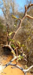 Dalbergia xerophila image