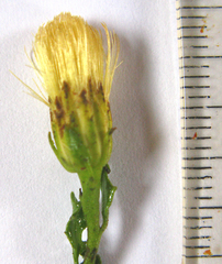 Pegolettia baccaridifolia