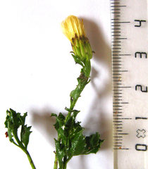 Pegolettia baccaridifolia