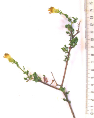 Pegolettia baccaridifolia