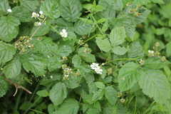 Rubus polonicus