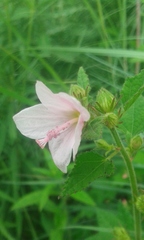 Pavonia columella