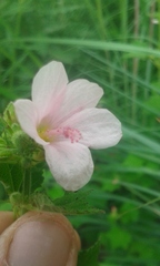 Pavonia columella