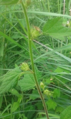 Pavonia columella