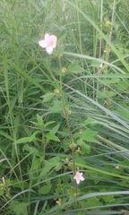 Pavonia columella