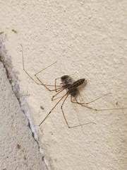 Smeringopus natalensis