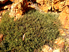 Pollichia campestris