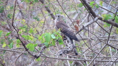 Hierococcyx sparverioides