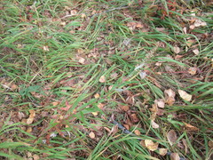 Artemisia integrifolia