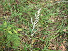 Artemisia integrifolia