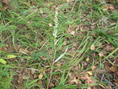 Artemisia integrifolia