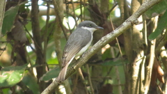 Tephrodornis sylvicola
