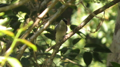 Tephrodornis sylvicola