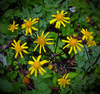 Golden Ragwort - Photo (c) Nicholas, some rights reserved (CC BY)