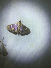Herpetogramma desmioides