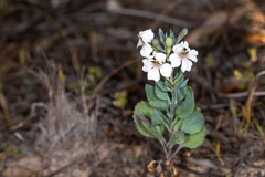 Goodenia albiflora