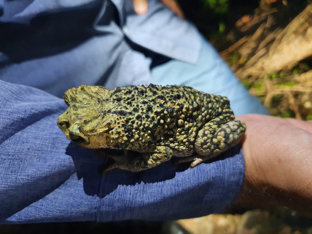 Hispaniolan Armored Toad
