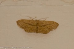 Geometridae