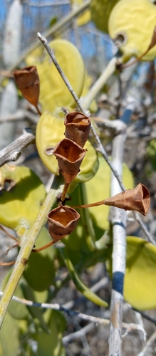 Silver Dollar Vine