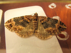 Lepidoptera