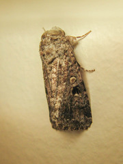 Lepidoptera