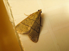 Lepidoptera