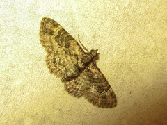 Chloroclystis muscosa