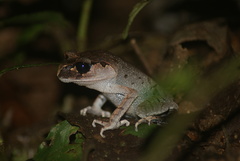 Hasselt's Litter Frog photo 2