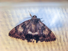 Lepidoptera