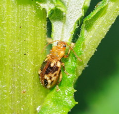 Chalcolampra pustulata