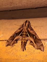 Hemeroplanes triptolemus