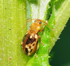 Chalcolampra pustulata