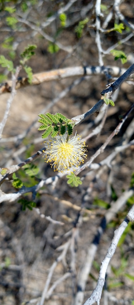 Alantsilodendron decaryanum