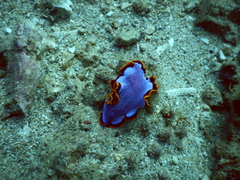 Pseudoceros ferrugineus