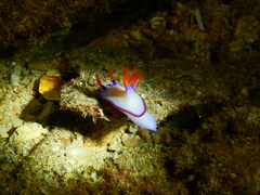 Hypselodoris brycei