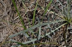 Cirsium pitcheri
