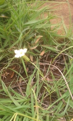 Exochaenium grande