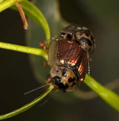 Paropsisterna agricola