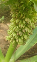 Eucomis autumnalis clavata