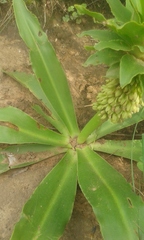 Eucomis autumnalis clavata
