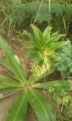 Eucomis autumnalis clavata