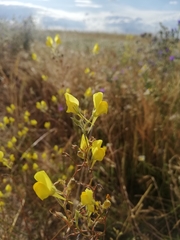 Linaria spartea