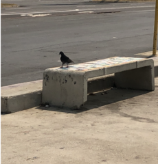 Columba livia domestica