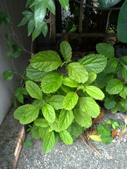 Clerodendrum calamitosum